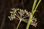 Coastal plain angelica